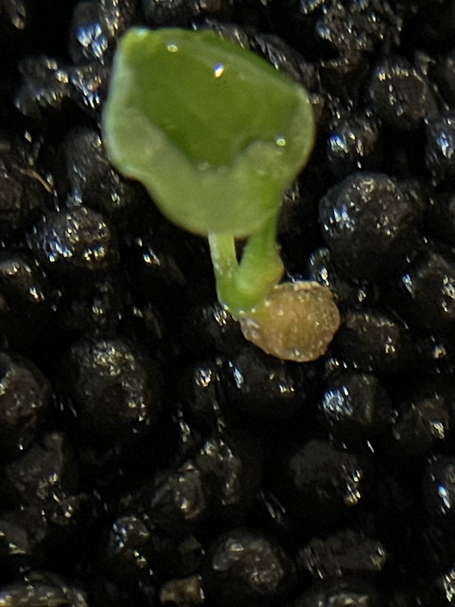 92612IRVINE's tweet photo. #Anthurium
#アンスリウム
#AnthuriumSeedling
#PrematureSeeds
RedSKGSilver
レッドSKGシルバー
Day50update
播種50日目
①２枚目の葉と根
②子葉
③根 https://t.co/uQ8Oz9Gpfs