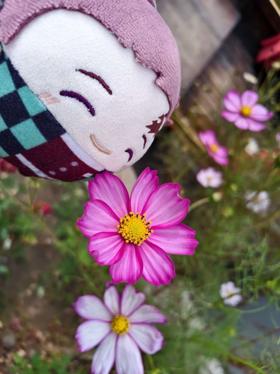 old_tyer's tweet photo. #中国東北のふわころ生活 https://t.co/VbXpeLExAW