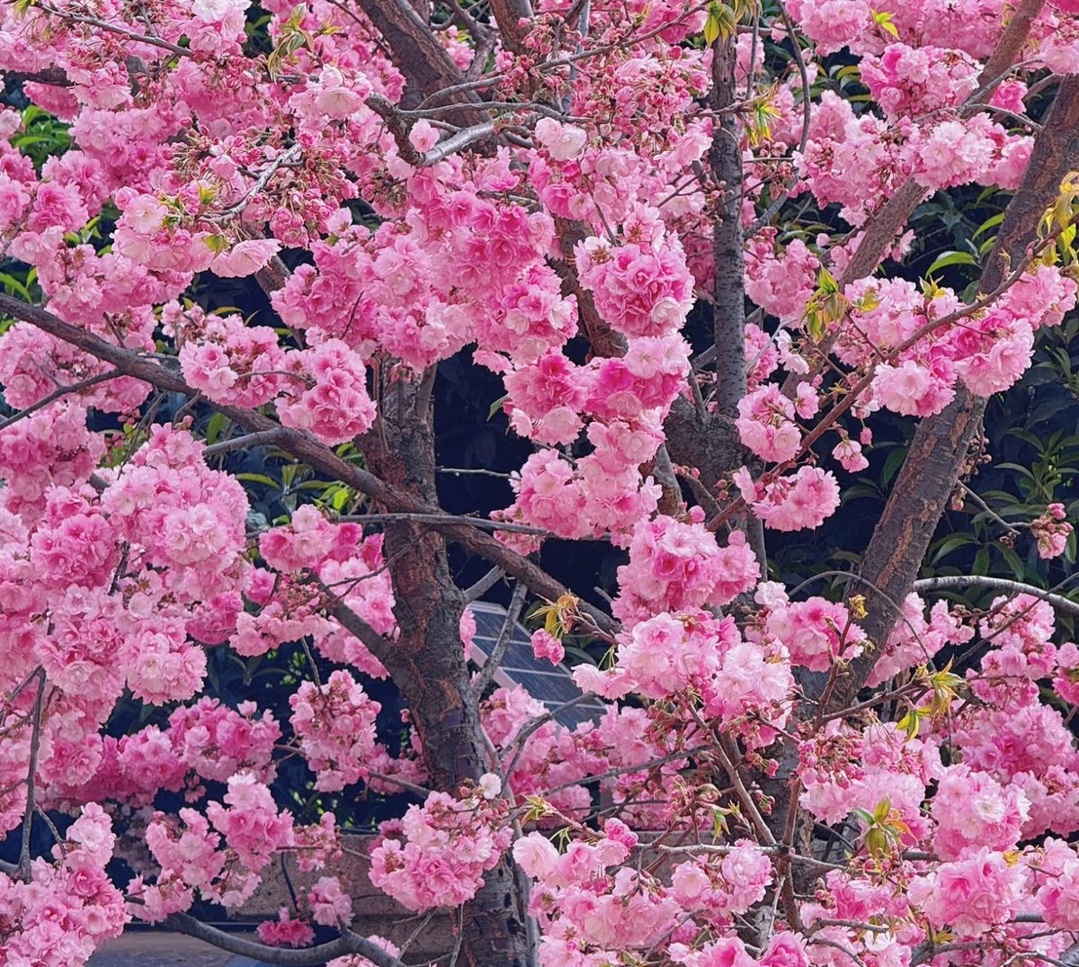 DuskWolf2dsj's tweet photo. Just sat by the window with a warm cup of tea, watching cherry blossoms drift down. Tiny, soft moments make today feel so gentle https://t.co/PeJYND2Cft