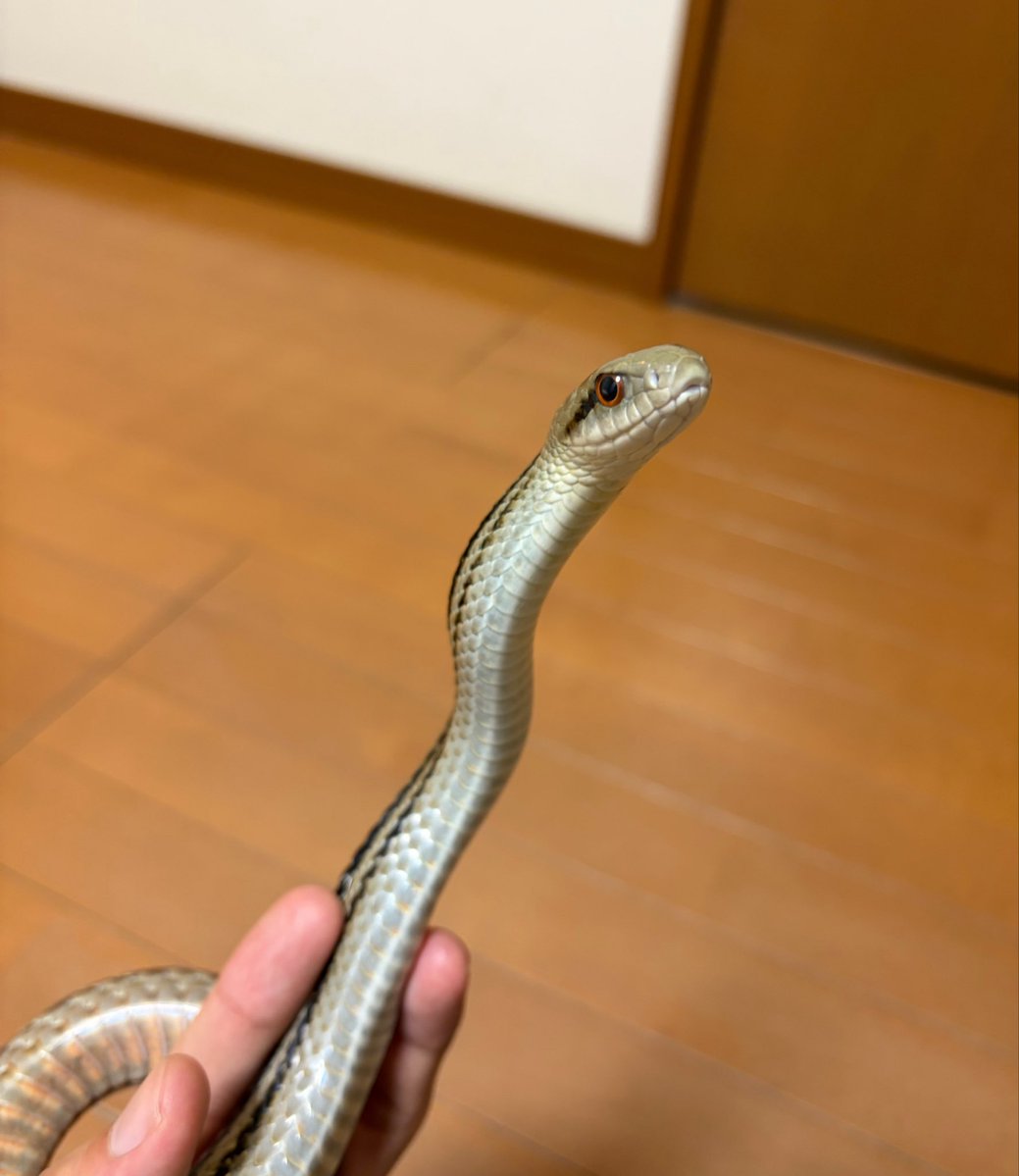 yama_tak_Chobi's tweet photo. 今日のチョビちゃん https://t.co/pgqqazIZPP