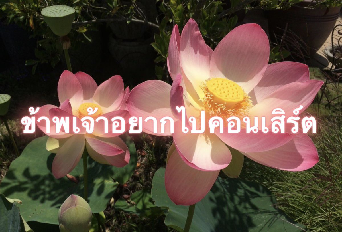 Iaunza's tweet photo. หมดตัวหมดตัง https://t.co/HTD0TYvUk1