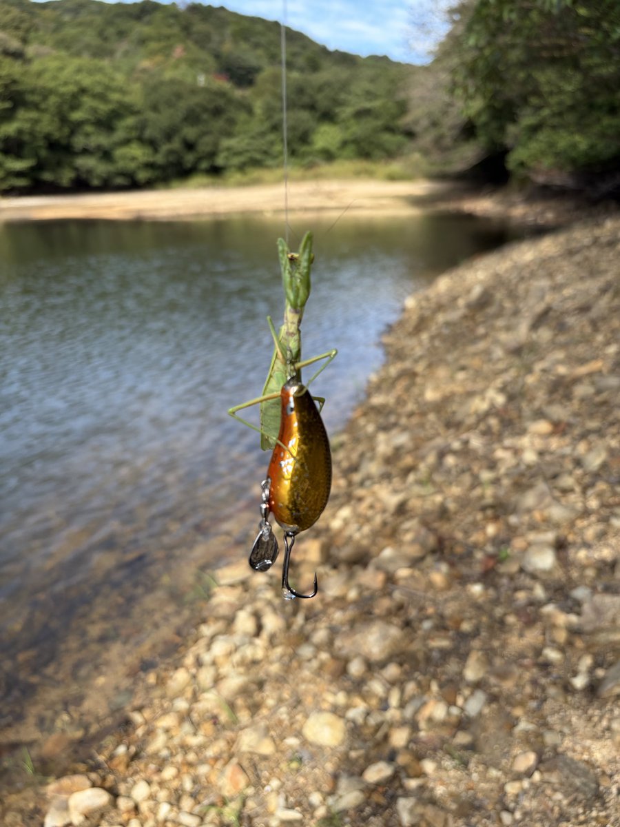 chimaru4444's tweet photo. あっ...またカマキリが...。
朝晩寒いですからね〜もうそろそろ寿命かなぁ？ https://t.co/TNBb4bund8
