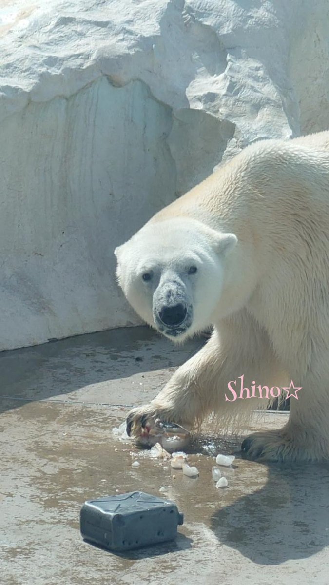 Selene_Shino's tweet photo. 氷🧊🍎もらったよ🥺
2026.10.3

#イコロ
#イコちゃん
#たからもの
#上野動物園
#イコデア https://t.co/vbHvlBsZVK