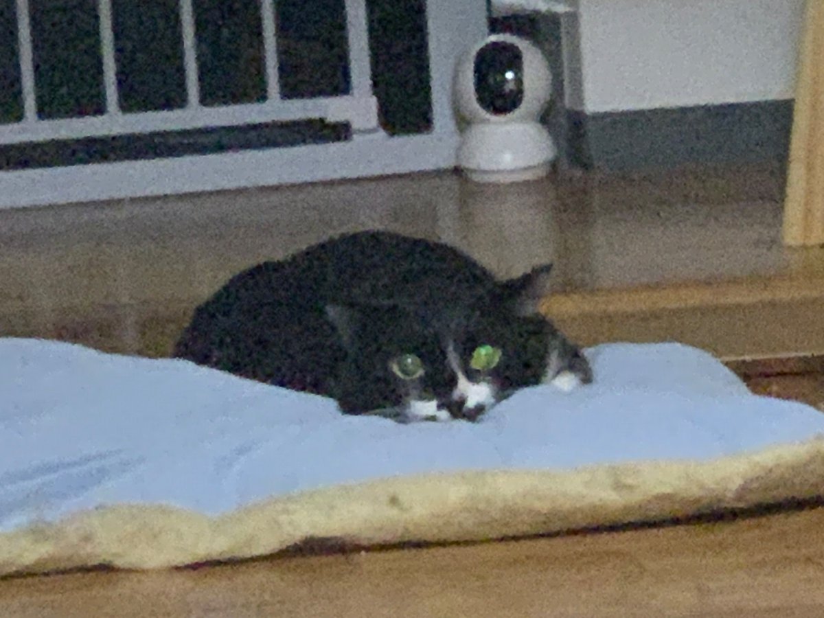 ymt_SAVA's tweet photo. 似てる猫 https://t.co/uQbLZWq0pg