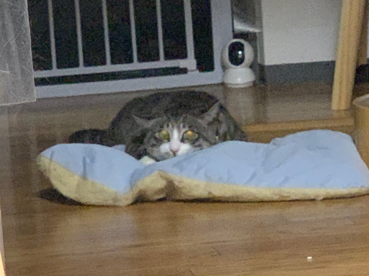 ymt_SAVA's tweet photo. 似てる猫 https://t.co/uQbLZWq0pg
