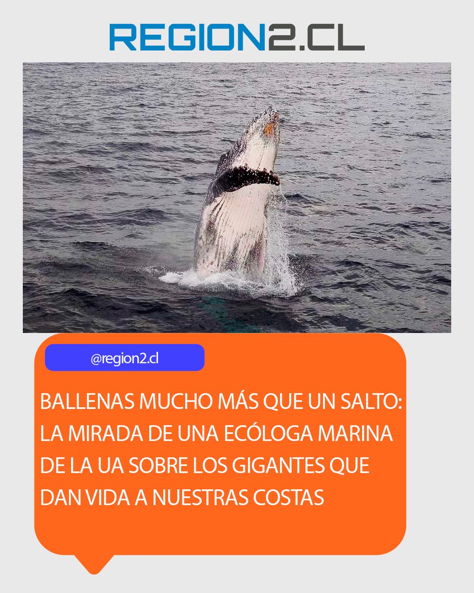 region2cl's tweet photo. Ballenas mucho más que un salto: La mirada de una ecóloga marina de la UA sobre los gigantes que dan vida a nuestras costas
➡️https://t.co/djl173VUE4⬅️
#Antofagasta #Calama #Tocopilla #Taltal #Mejillones #Maríaelena #Baquedano #Sierragorda #Sanpedrodeatacama #Chile #FFMCS2026 https://t.co/JkH9KWSLZn