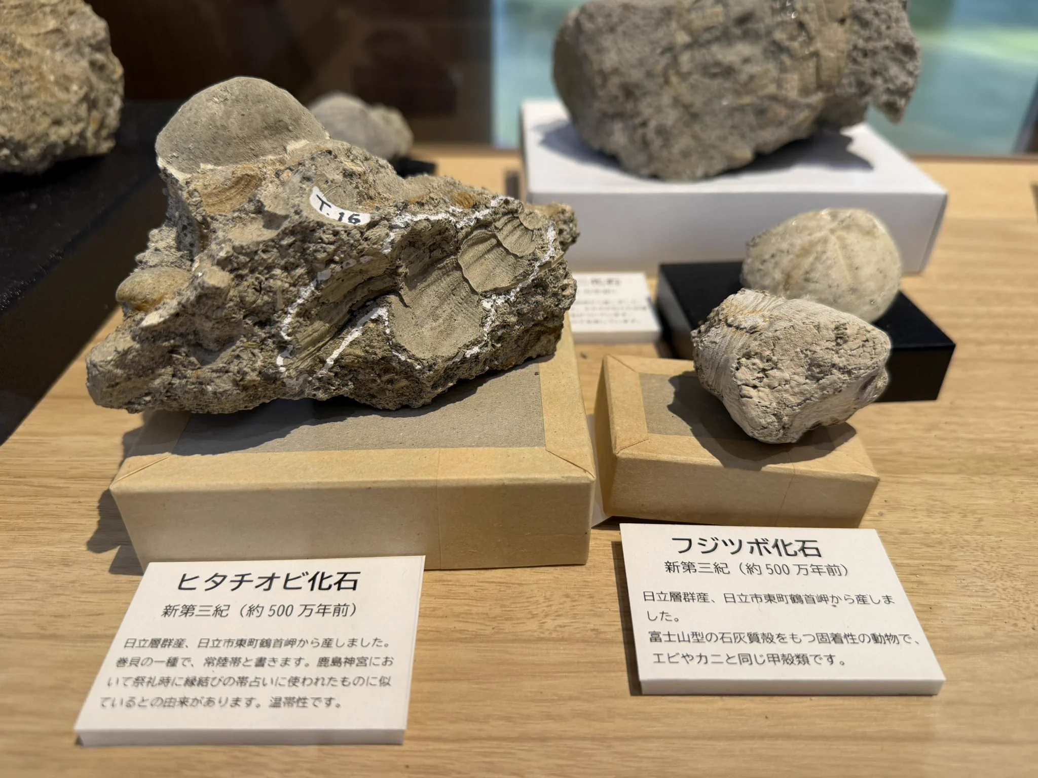 サンダーエッグ鉱物　ホタテ古代化石　イナズマコオロギボラ等天然貝殻　自然物7点 丸山貴史 on X: 