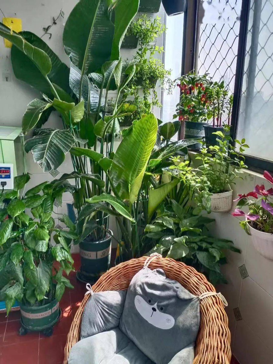 mvAzqvThJzkQnzH's tweet photo. Just got my weekly plant care done—肥滤偶 all working great, plants look so happy!， https://t.co/3tw8QQFhyR