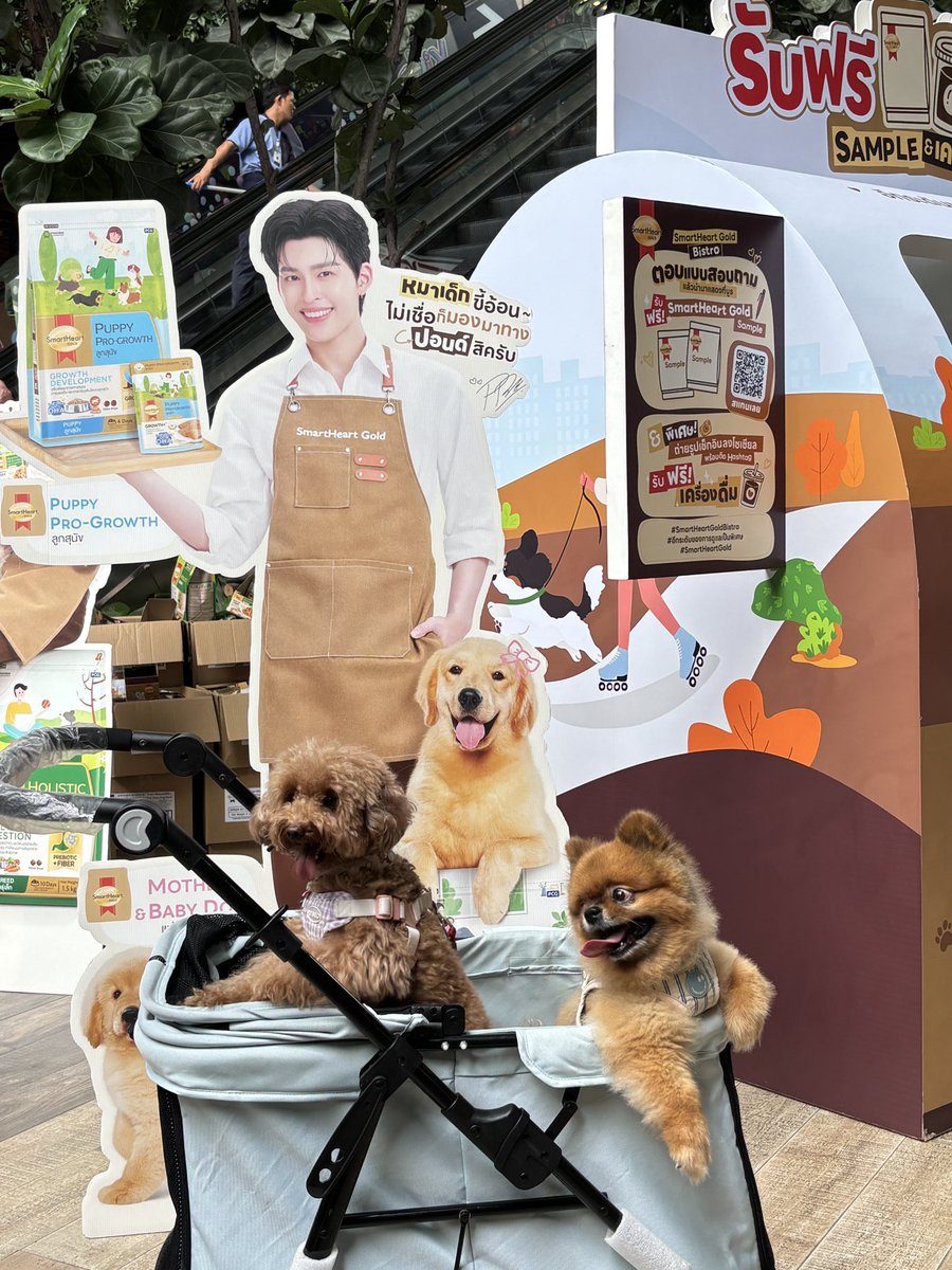 SmartHeart_Gold's tweet photo. 🐶🎉 มาเจอกัน SmartHeart Gold Pop-up Bistro 
ที่ Central EastVille ชั้น 1 บริเวณใกล้กับร้าน Yuzu House
3 ต.ค. 69 วันนี้วันเดียวน้าาา

📸 ฟินแน่ ! แวะมาถ่ายรูปเช็กอินคู่กับ Standee เชฟปอนด์สุดหล่อย
🎁 รับฟรี ! อาหารสุนัข SmartHeart Gold Sample ให้น้องหมาได้ลองชิม
🥤✨ ถ่ายรูปเช็กอินติดแฮชแท็กกิจกรรมที่บูธ รับเลย "เครื่องดื่มสุดพิเศษ" ให้คุณพ่อคุณแม่ชื่นใจ

และไฮไลต์วันนี้! เตรียมพบกับแก๊ง SmartHeart Gold Family ที่มารอเจอ FC แบบใกล้ชิด
🤎 11.30 น. : ใบเตย & ใบตอง (เพจ หมาสองใบ)
🤎 12.45 น. : มิสชูว (เพจ Miss Choo)
🤎 14.30 น. : จอมเวทย์ (เพจ หมาจอมเวทย์ มหาเมฆ)

ที่สุดท้ายแล้ว รีบพุ่งตัวมาด่วน ๆ แล้วเจอกันที่บูธนะ 🤎

#SmartHeartGold #SmartHeartGoldBistro
#อีกระดับของการดูแลเป็นพิเศษ
#ทุกความต้องการพิเศษต้องSmartHeartGold
#SmartHeartGoldxPondNaravit #ppnaravit