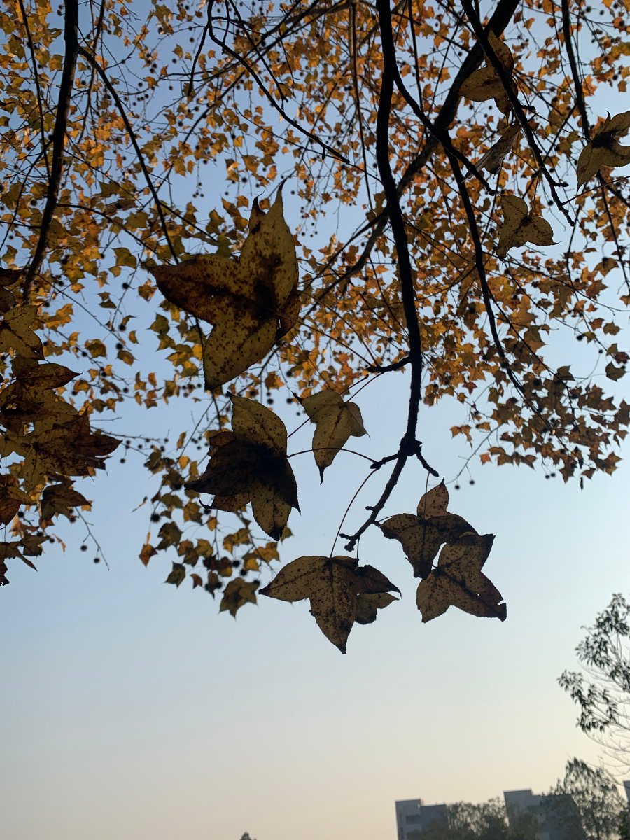 ColtonChaplprc's tweet photo. The first leaf fell today — autumn’s quiet knock is here ， https://t.co/tvTM3BVdxW