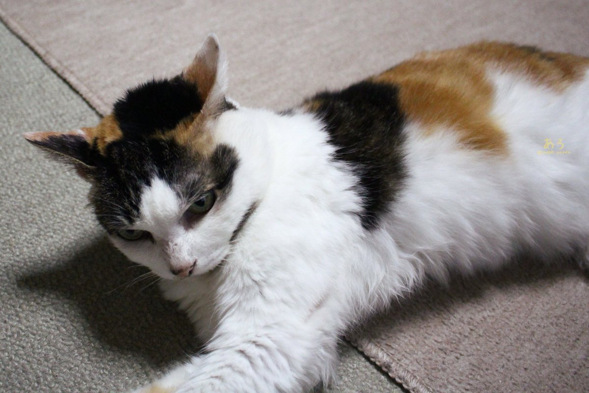 pope_popen's tweet photo. 怒ってにゃいよ🐱

#猫 #三毛猫 https://t.co/iYke9X7tLj