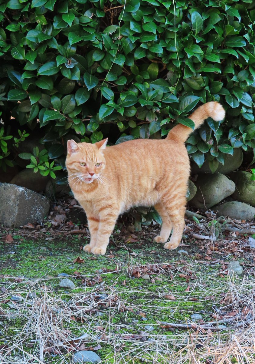 GtoratoratoraG's tweet photo. おはこんにちは～🐈🌿🍵 https://t.co/1n6kMIJ6qk