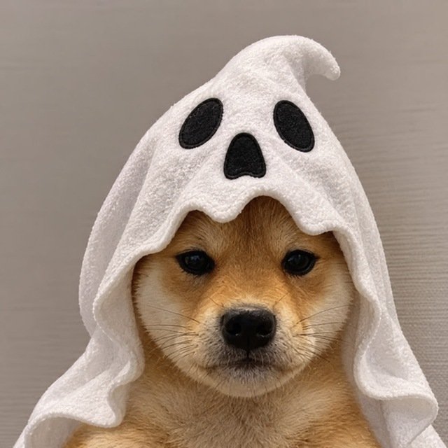 fortune_cooks's tweet photo. Happy HallowINU every one !! 

silent
sharp
on-chain

no need to scream when the aura speaks for itself 👻

$HALLOWINU moves with premium spooky energy

Ca:
WApCdQftZcRUNHN9S2XvmrqeRtRASE3EZxnwuNJpump

X: https://t.co/zgX5SrmGnu

TG: https://t.co/iwEaDFtc00 https://t.co/LxViojH8Wh