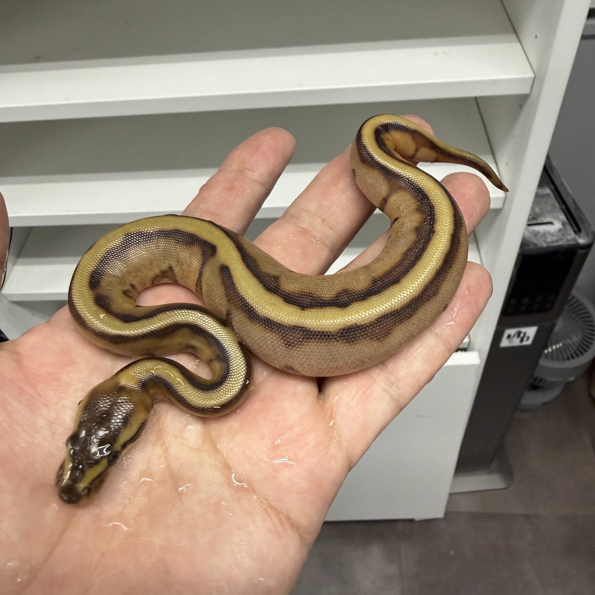 ballpythonari tweet picture