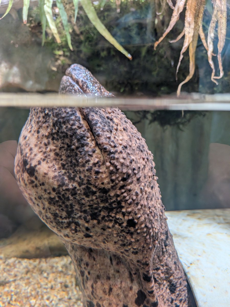 oosanlabo's tweet photo. オオサンショウウオのあばれるくん。息継ぎに出てきました。
お越しになるときは、丹波市方面からの道は通行がかなり難しいので、朝来市生野町、播但連絡道路の方からの道路をお勧めいたします。
#オオサンショウウオ #JapaneaeGiantSalamander #両生類 https://t.co/SpZ3Uar1yG