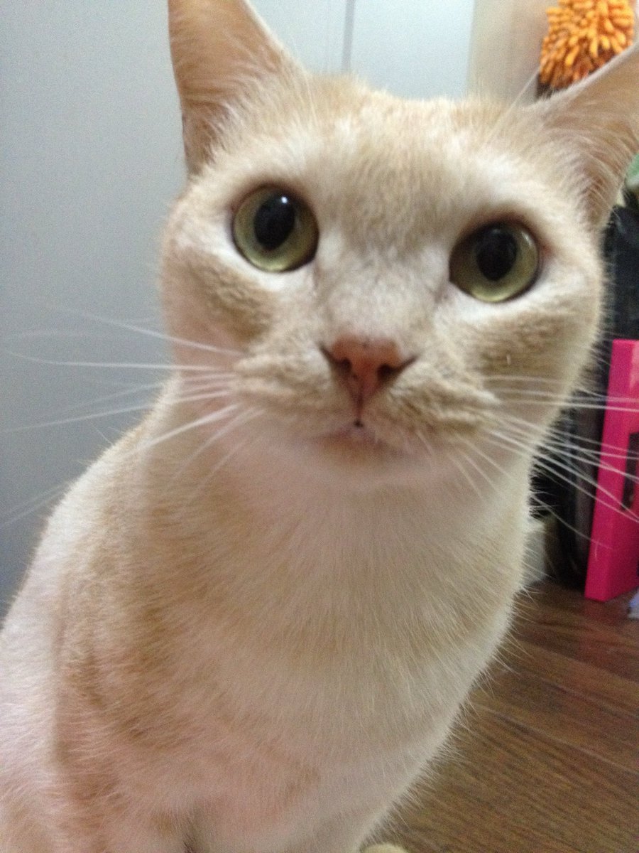 yazoo_ac7's tweet photo. 先程猫ちゃん旅立ちました

最期はスーッと背伸びして鳴くこともなく眠りにつきました

本当は苦しかったんだろうな

昨日今日と朝6時に歩けないのに匍匐前進して布団まできて最期の挨拶してくれた

これまでの決断が正しかったのかはわからないけどやっぱり後悔しかない

幸せな時間をありがとう

#猫 https://t.co/2q53g26iUU