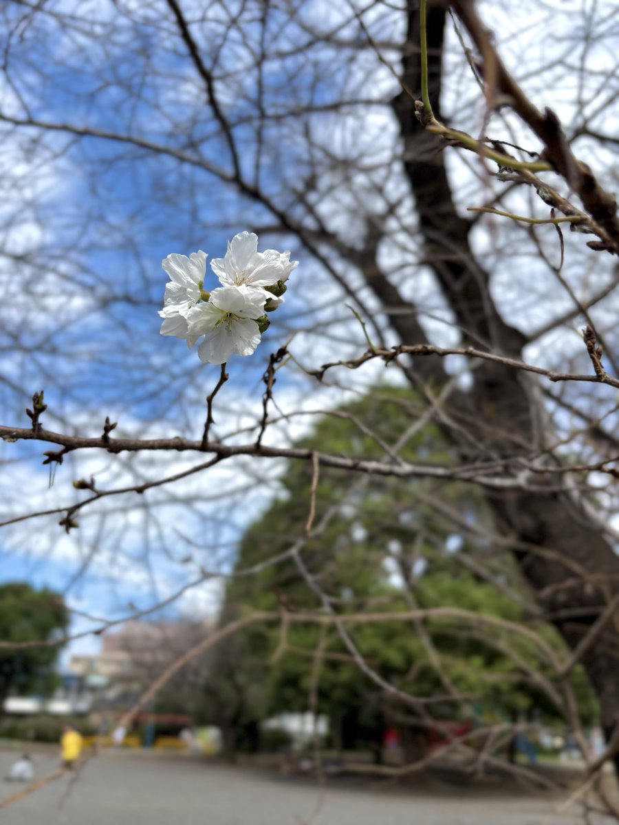 mIso_gohn's tweet photo. 桜の狂い咲き🌸 https://t.co/oG28v1lpH9