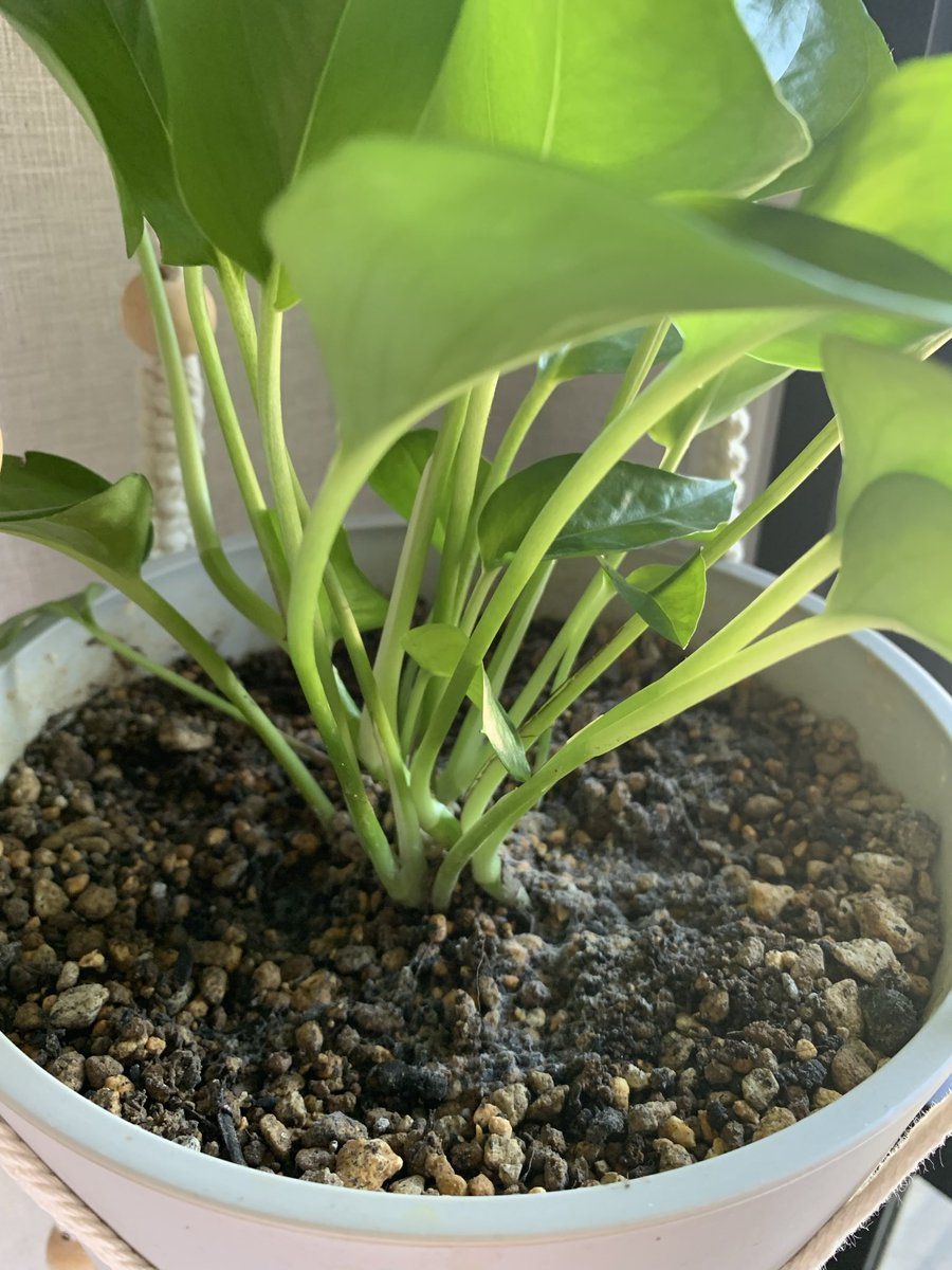 koppi_lab's tweet photo. 土の表面に白いふわふわができてる。
古い土を使ったのが原因なのか、
部屋の湿度が高かったからなのか……。

これ、カビかな？ https://t.co/IODNI8UvOj