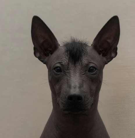 petergdevs's tweet photo. Since we are in halloween meta, it only makes sense to run the official Halloween dog of mexico

The Xoloitzcuintli.

Nicknamed the Xolo dog, these guys have a 5,000 year history from the mayans who would sacrifice them and use them as spirit guides on Mexican halloween (Dia de los muertos)

https://t.co/jrdmyiAVY4

Plus pumpfun just added a charity to support mexican dogs

We have the easiest halloween runner + can raise money to support these dogs