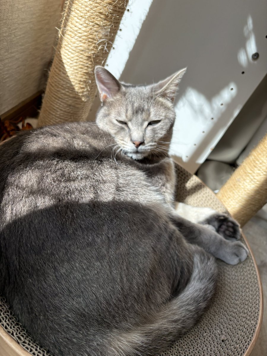 sstori's tweet photo. まぶしそうなねこ https://t.co/ffwu6WdPfO