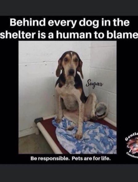 Wynjym's tweet photo. 🆘THIS #MURDER ORDER @NYCACC BY MANAGER RISA
#WEINSTOCK🆘THIS IS PUBLIC #TAXES STOLEN FROM THE #ANIMALS LIVING IN HORRIBLE CONDITIONS🆘A NEW
CARING TEAM NEEDED NOW‼️THESE PEOPLE ARE
DEPRAVED/#CORRUPT🆘
@GovKathyHochul @NYCMayor @NYCCouncil @Lynn4NYC @SpeakerMenin @NYCHealthCommr https://t.co/rljfP27nhb