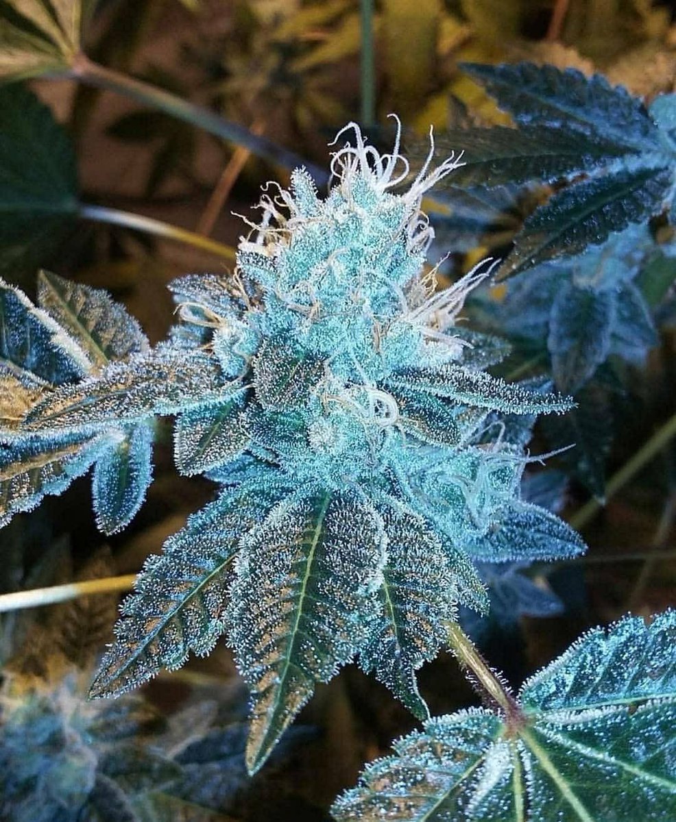Oregon_bud's tweet photo. Blue Dream 💙💨 https://t.co/nqQFiE6ECR