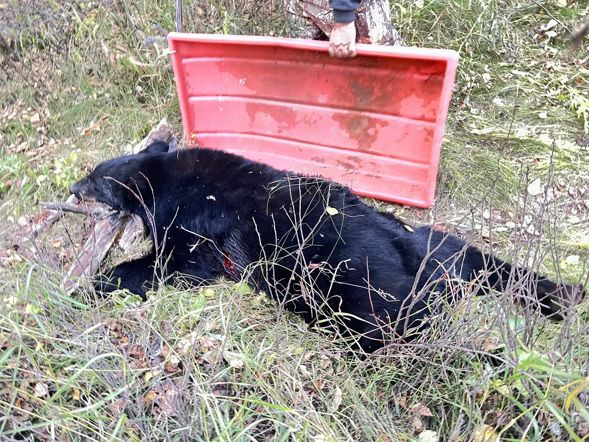 joshuagodfrey26's tweet photo. My last hour of my hunt in Manitoba Canada I was blessed with a big bear that is my biggest bear ever at 6’8 and 389lbs https://t.co/tzwFAY18f2
