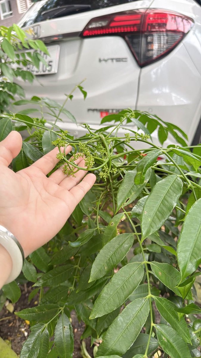 misenvn's tweet photo. Nắng sẽ đi qua, hoa rồi cũng sẽ tàn,
nhưng khoảnh khắc lòng mình biết rung động trước một điều đẹp đẽ
thì vẫn còn ở lại.

Buổi chiều thứ Bảy bình an nhé bạn🌿 https://t.co/uJxuMeOjqX