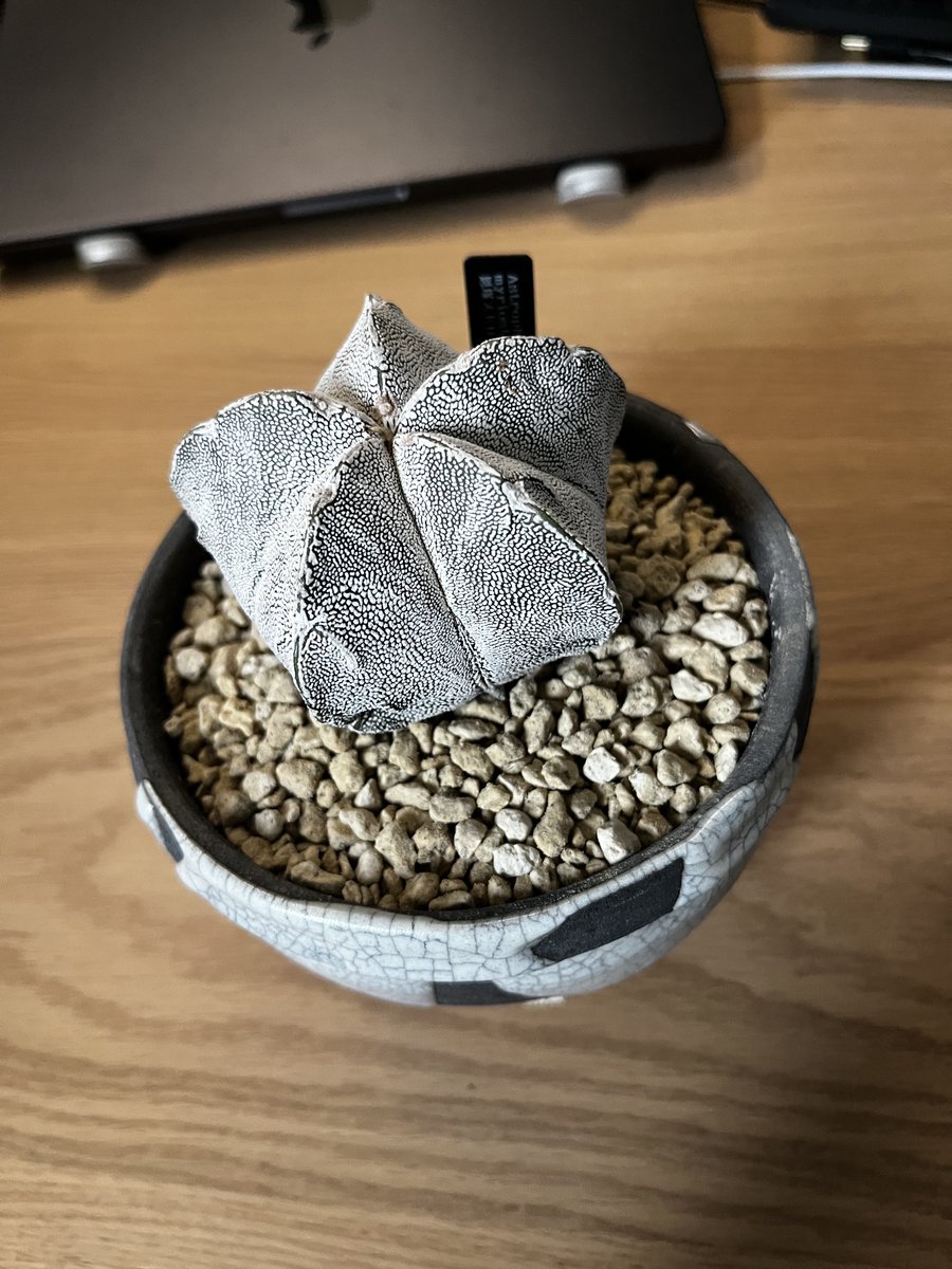 __leopardus__'s tweet photo. サボテンを買いました🌵
カワイイ！ https://t.co/uNz3HVaEOG