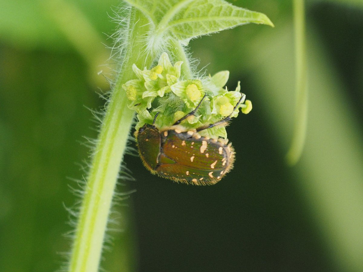 insect_handrail's tweet photo. クズを駆逐したアレチウリに集まる送粉昆虫　キマダラセセリ、ハエ目の一種、コアオハナムグリ、ウラナミシジミ https://t.co/jXbye5Srp4