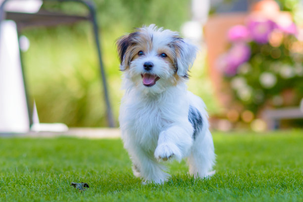PixelWavee9ou's tweet photo. My little fur buddy has hit the 6-month milestone! From wobbly steps to zoomies around the park every evening—every tiny growth moment is my favorite memory. https://t.co/SRuA9qhFPb