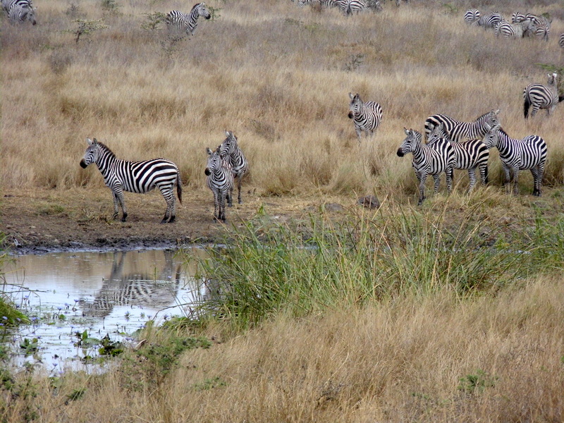 WillKnocker's tweet photo. It's zebra time in the Park... 
#nnpat80 https://t.co/DefXyV1AT9