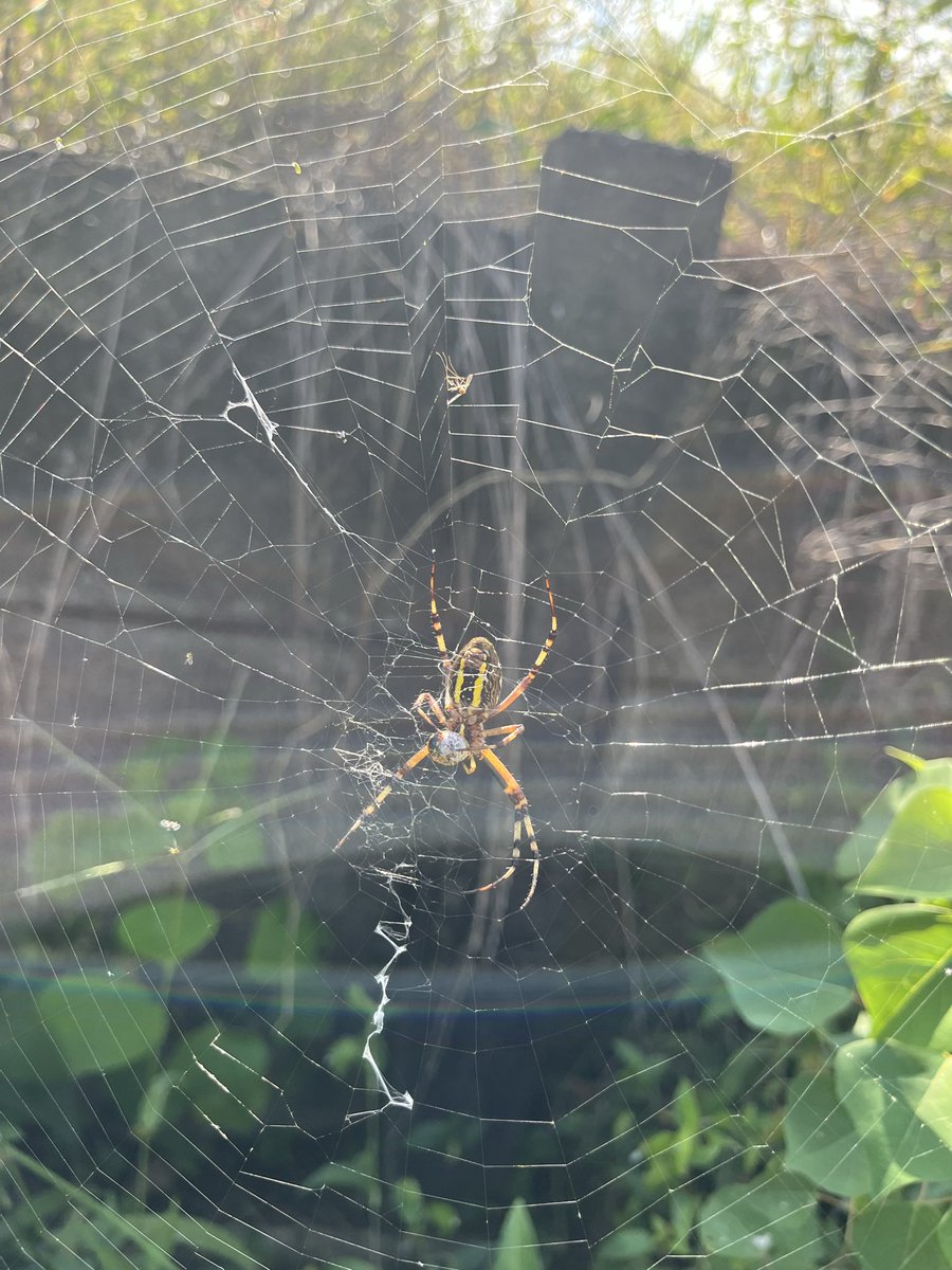 coindensetu's tweet photo. #蜘蛛🕷️
#Spyder
#食事中? https://t.co/CHYyLOdnsY