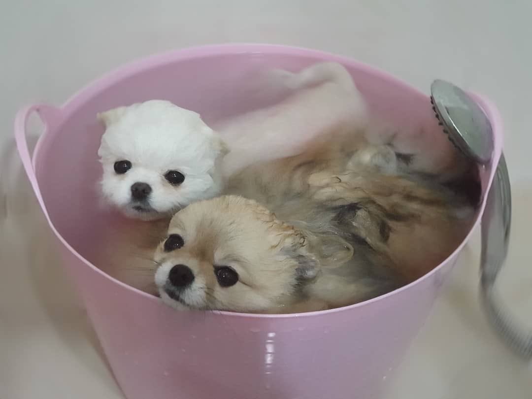 nyarorong's tweet photo. 걍아지 샤부샤부 https://t.co/ko6XW7diYL