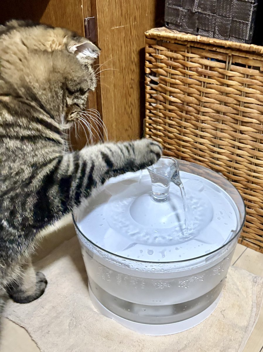ogmluke's tweet photo. スコは相変わらず元気にしています🐱
給水器のポンプのコードが断線しかけていたのを機に、グラッシーのピュアクリスタルに買い替えました。
飲み口が広くなって、より飲みやすくなったみたいでよかった🚰 https://t.co/VTY2WXDK0U