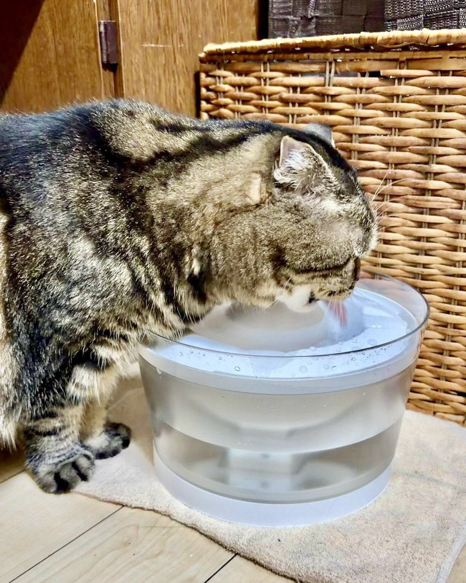 ogmluke's tweet photo. スコは相変わらず元気にしています🐱
給水器のポンプのコードが断線しかけていたのを機に、グラッシーのピュアクリスタルに買い替えました。
飲み口が広くなって、より飲みやすくなったみたいでよかった🚰 https://t.co/VTY2WXDK0U