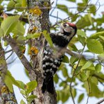 Photo by The Urban Birder - OFFICIAL (@urbanbirder)