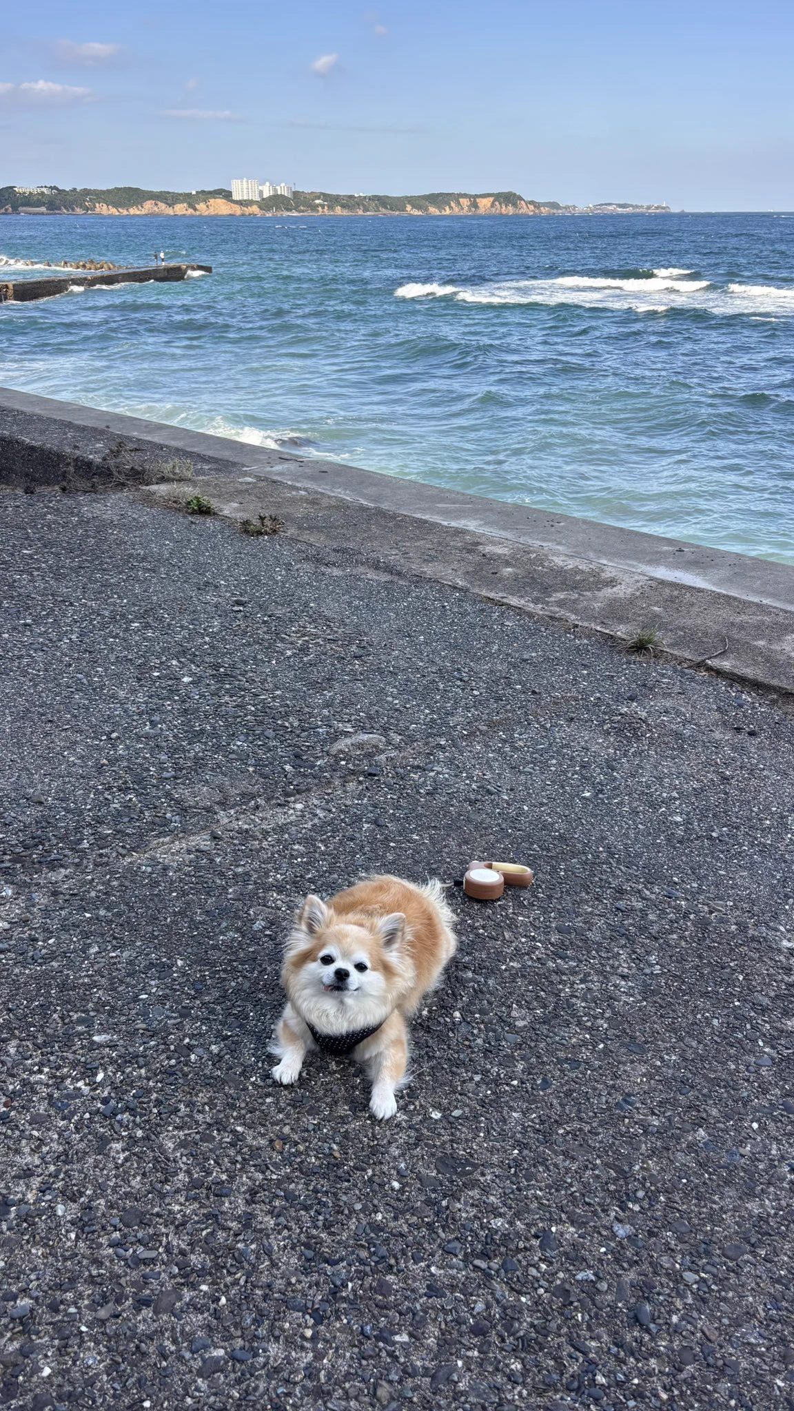 🐕チビ＆ココ🏖Audi🦎 on X: 