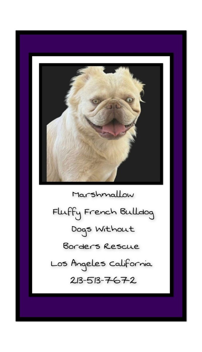 WestEndLondon8's tweet photo. FLUFFY FRENCH BULLDOG ALERT! @dwbrescue 

#LosAngeles #Frenchie #SanDiego #California #Pasadena #Bulldog #Malibu #ShermanOaks #Oceanside #SanGabriel #Anaheim #Riverside #Beach #Pacific #Marina #Rancho  #SantaMonica #Hollywood #LakeForest #BigBear #Carlsbad #SanJuanCapistrano #Dog https://t.co/MqAiWogOo2