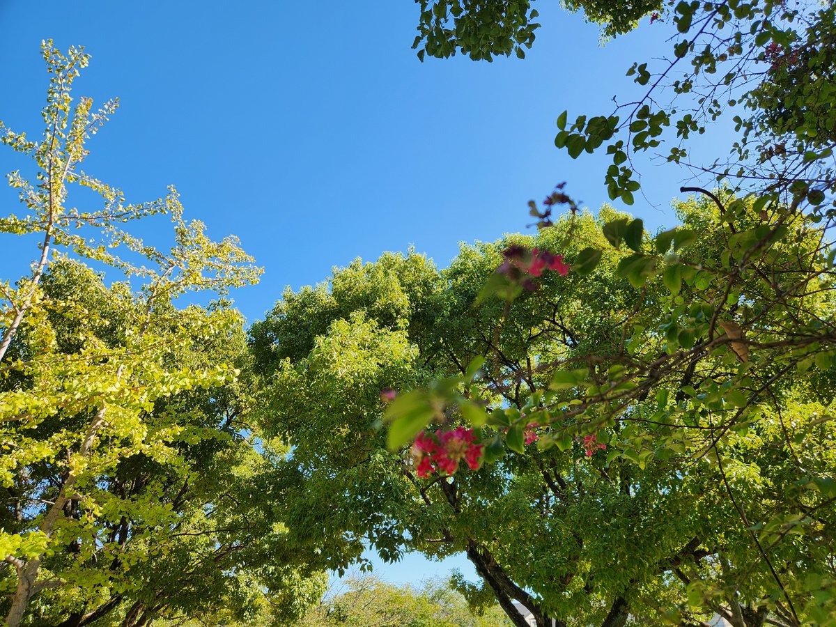 nobushigesanad2's tweet photo. こんにちは
今日もよろしくお願いします
近所を少し歩いて、よく晴れていて穏やかで、公園では一緒に来られていて、学校では皆さんで練習されていました
昨日は、ご連絡いただいたときに今はどんな感じかなと楽しくしてくださって、ありがたかったです https://t.co/ItDp3KUNle