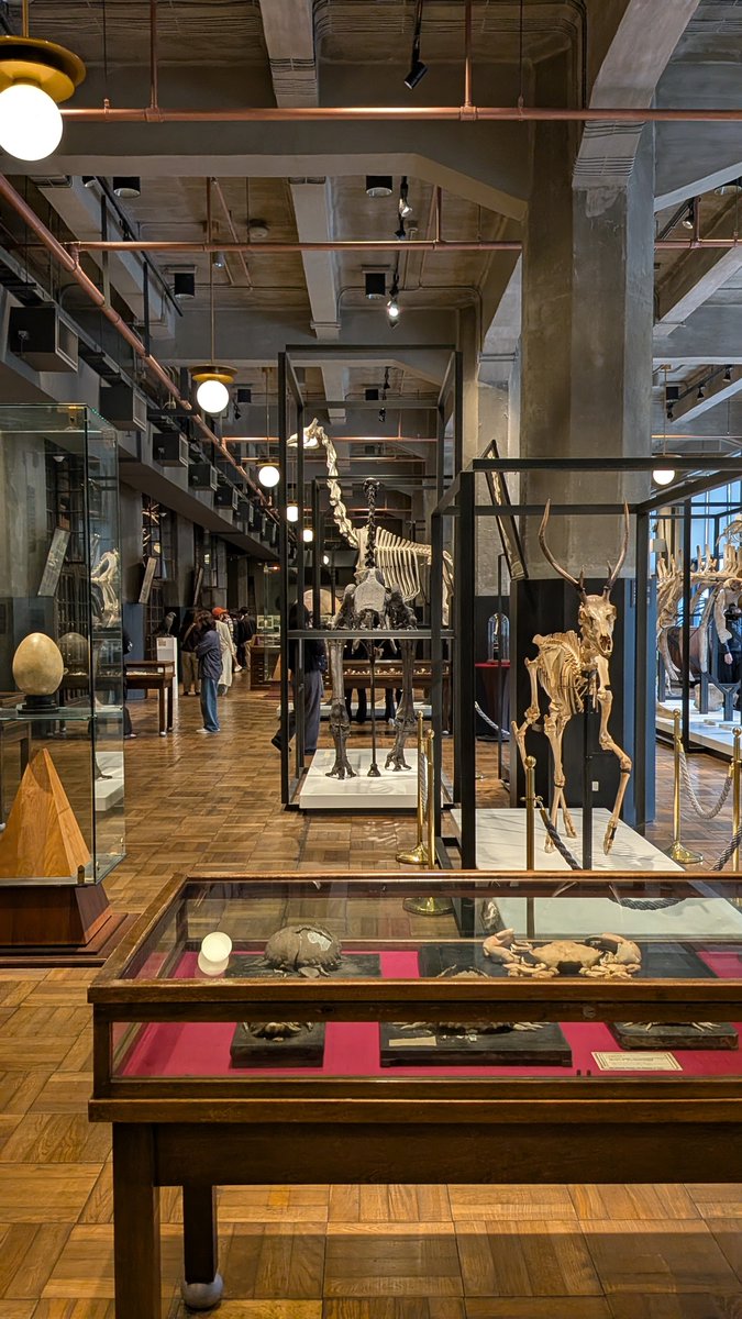 myata_kyoto758's tweet photo. 東京駅にある東京大学所蔵品の博物館 #インターメディアテク 
留学中にヨーロッパで多く見たような見たような空間。

たくさんの展示品がケース無しで展示されていて、ケース自体が展示品のものもあった。展示品への親しみやすさを来場者との距離と展示そのもののきれいさで作っていると感じた。 https://t.co/k1UkOyY7b6
