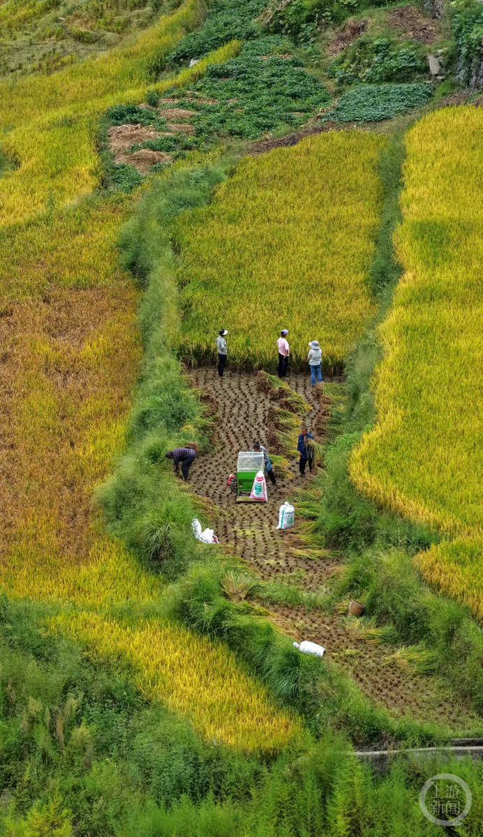 Nohhmi's tweet photo. At the corner of the rice field and slope, we stop to listen to stories that people share as time goes by. https://t.co/zmJh2iMptz
