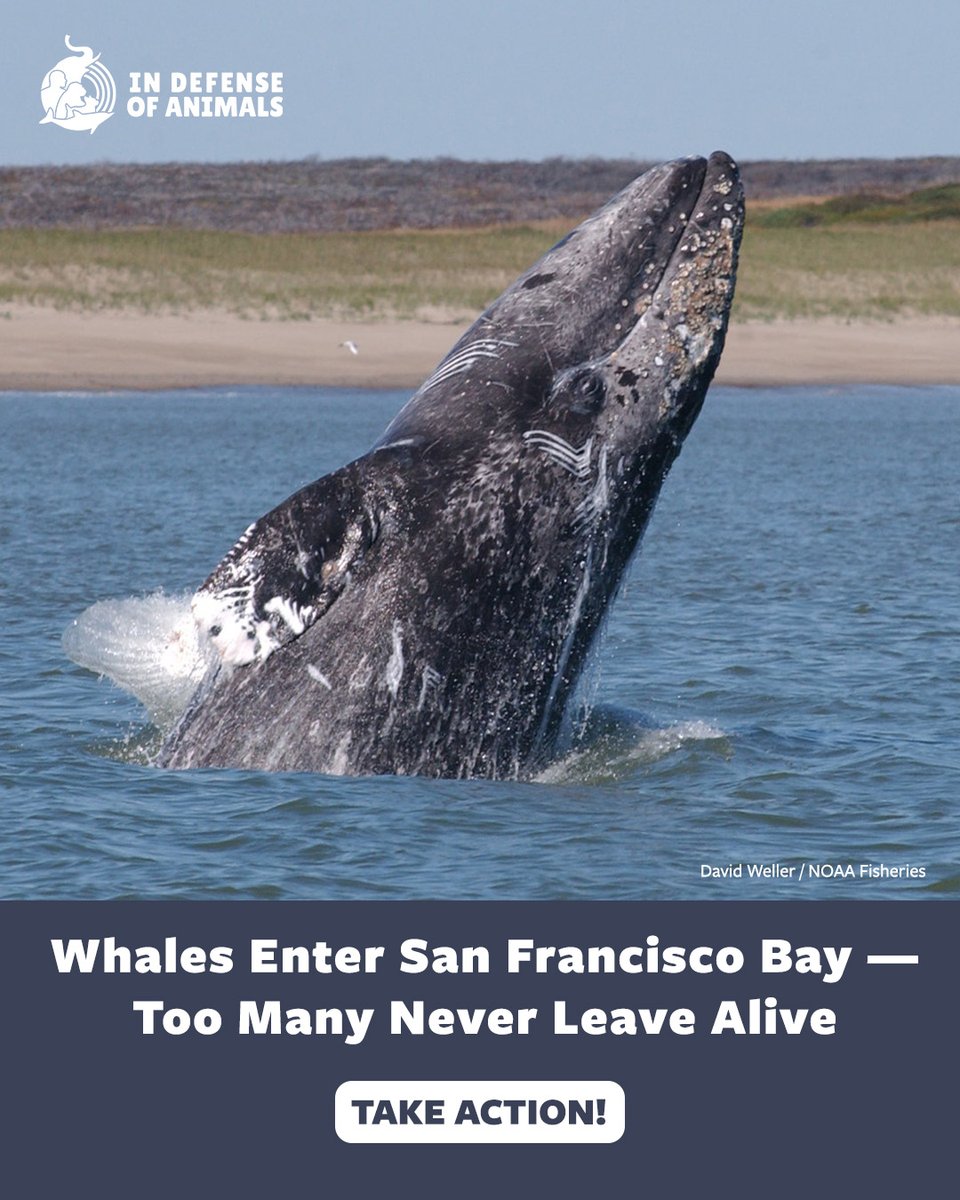 IDAUSA's tweet photo. #Whales are dying in #SanFranciscoBay from vessel strikes. Tell your U.S. representative to support the #SaveWillyAct and help create real-time whale alerts through the Coast Guard.
Take action: https://t.co/8qFmFlbvG0
Pls RT & support https://t.co/EDMMdDCA5w
#ProtectWhales https://t.co/E5Dp7qyORx