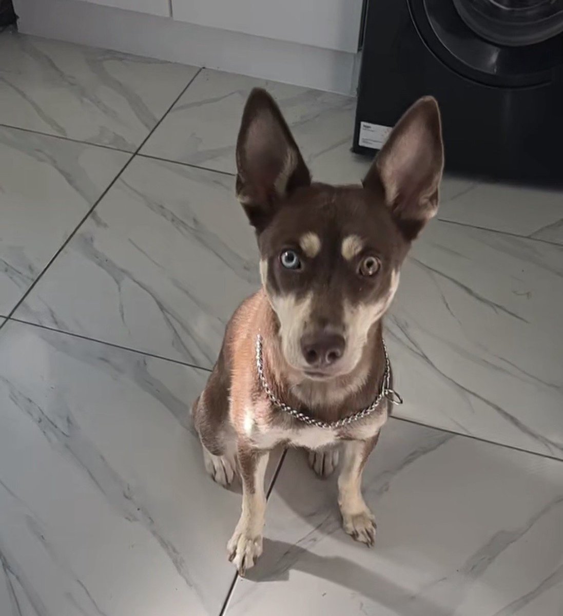 millypod1's tweet photo. 🆘2 OCT 2026 #Lost #ScanMe
Husky Cross Female
One blue eye and one brown eye
Sydney Road #CrouchEnd #GreaterLondon #N8 
SIGHTINGS PLZ ☎️07856470576
https://t.co/I2GnxRAIt2 https://t.co/d0j70mevgQ