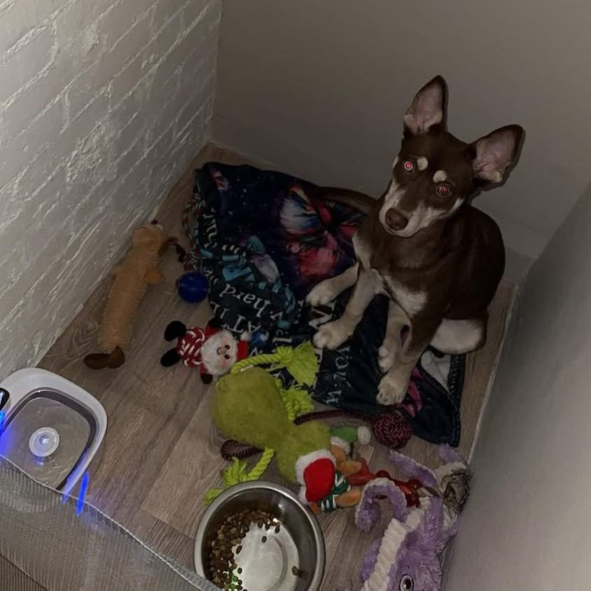 millypod1's tweet photo. 🆘2 OCT 2026 #Lost #ScanMe
Husky Cross Female
One blue eye and one brown eye
Sydney Road #CrouchEnd #GreaterLondon #N8 
SIGHTINGS PLZ ☎️07856470576
https://t.co/I2GnxRAIt2 https://t.co/d0j70mevgQ