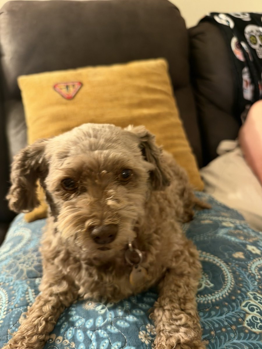 LieutenantLoker's tweet photo. #dog https://t.co/M3xfOUkzOG
