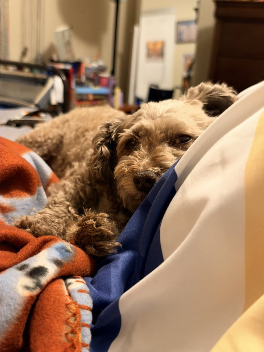 LieutenantLoker's tweet photo. #dog https://t.co/M3xfOUkzOG
