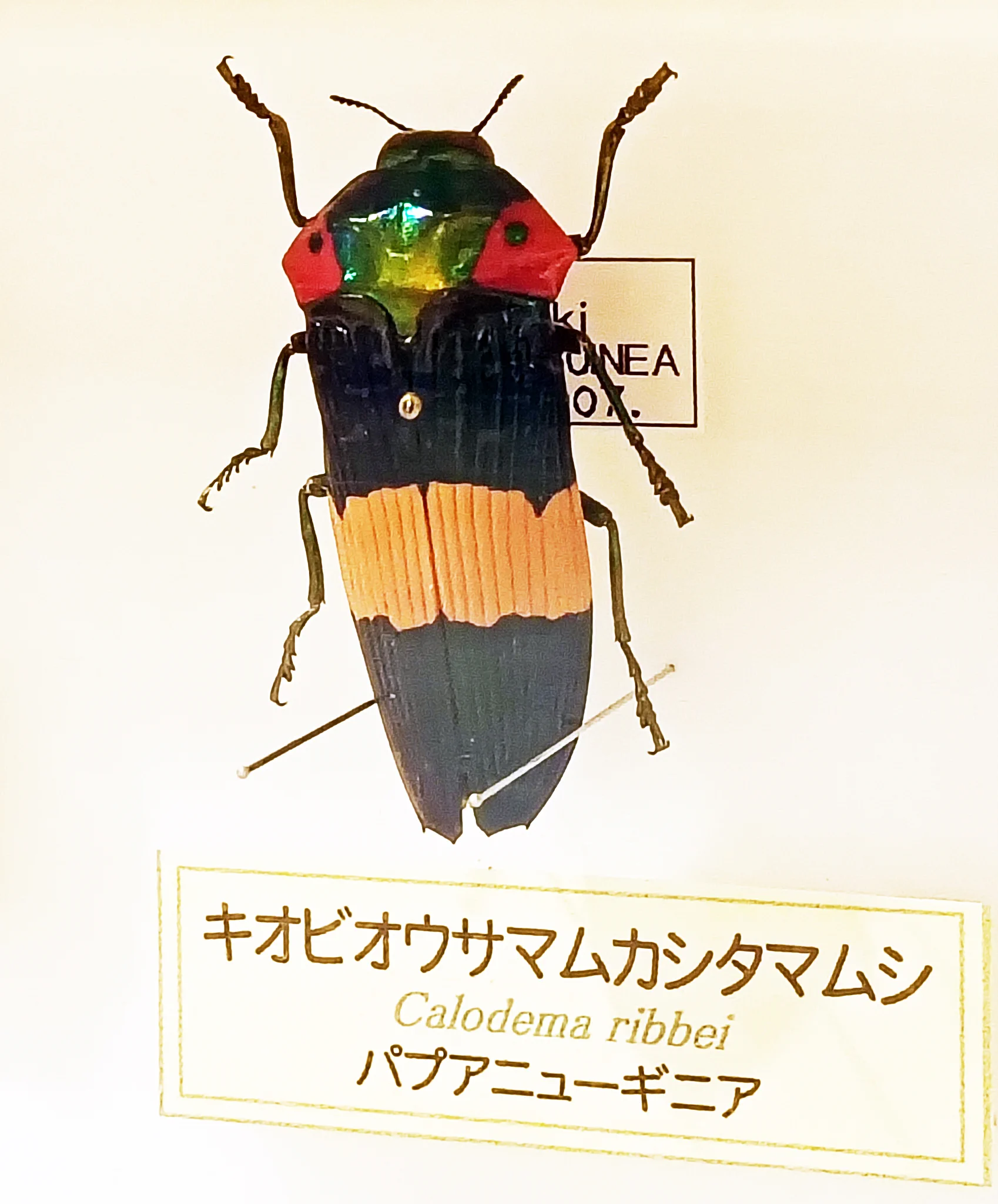 石川県ふれあい昆虫館 on X: 