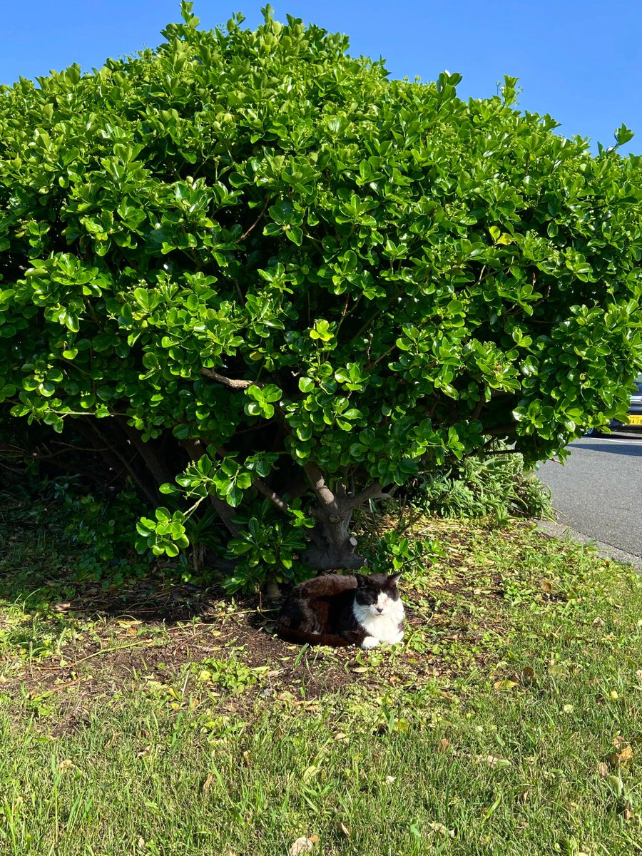 HitendraSRao1's tweet photo. 青空の下を歩いていたら、かわいい出会いに足を止められた。🐈☀️
予定通りに進まない日ほど、思いがけない幸せに出会えるのかも。#猫のいる風景 #散歩日和 #小さな幸せ https://t.co/XGcRai8Sdk