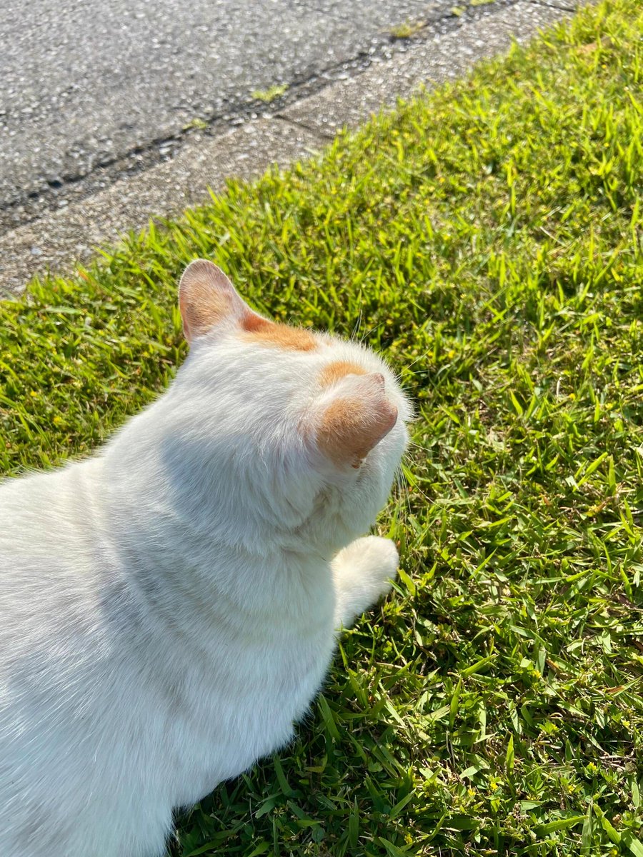 HitendraSRao1's tweet photo. 青空の下を歩いていたら、かわいい出会いに足を止められた。🐈☀️
予定通りに進まない日ほど、思いがけない幸せに出会えるのかも。#猫のいる風景 #散歩日和 #小さな幸せ https://t.co/XGcRai8Sdk